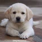 Labrador